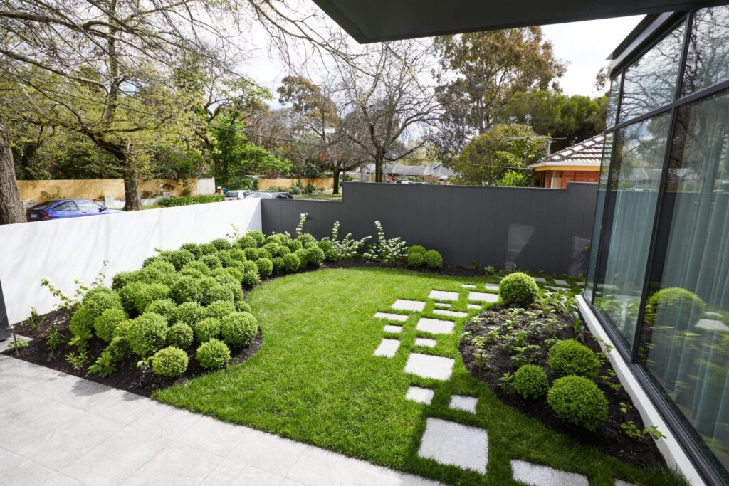 Lawn with stepping stones and clipped hedging in a Camberwell garden