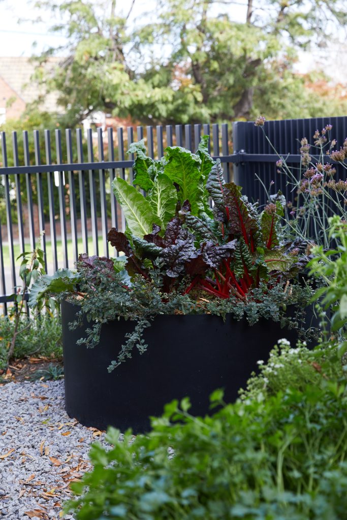 Raised black steel planter with rainbow chard and edibles in the Kew Curve garden