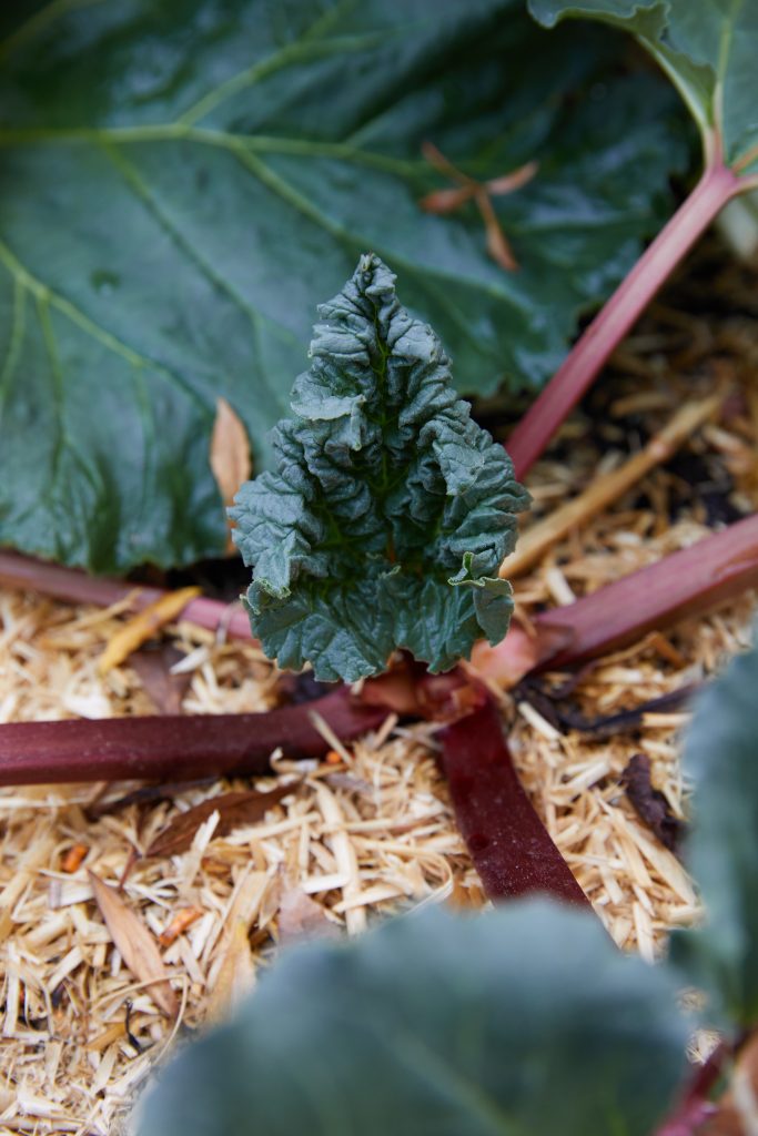 Mulched garden bed with rhubarb leaves in the Kew Curve garden
